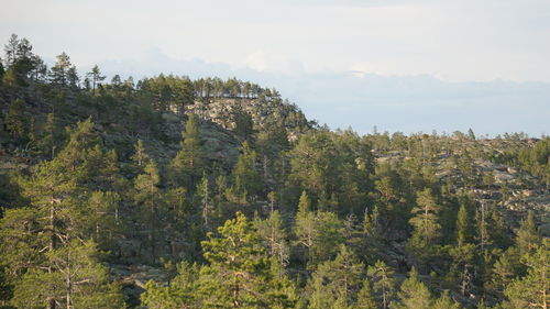 Scenic view of forest against sky