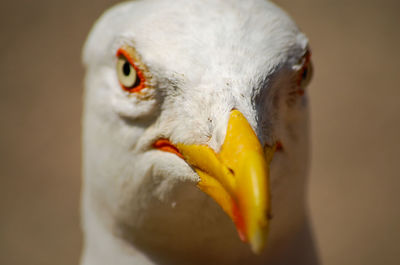 Close-up of seagull on sunny day