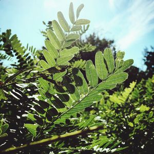 Low angle view of leaves growing on tree against sky