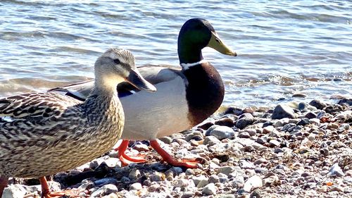 Ducks on rock at shore
