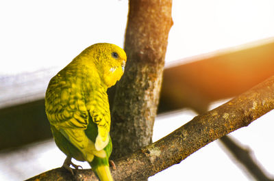 Close-up of parrot perching on tree