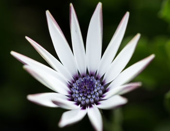 Close-up of daisy flower