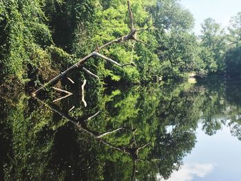Reflection of trees in water
