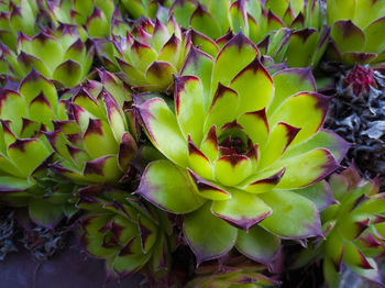 Close-up of succulent plant