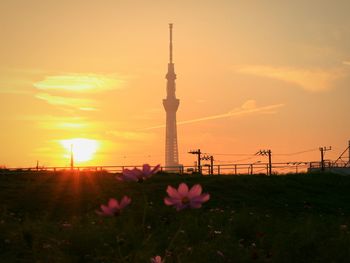 View of flowers at sunset