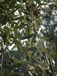 Low angle view of fruits on tree