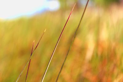 Close-up of grass on field against sky