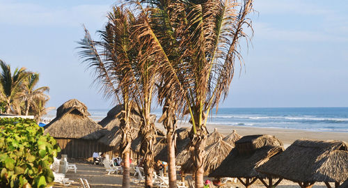 Palm trees on beach against sky