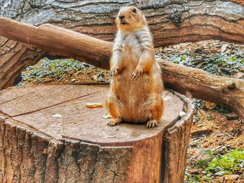 Squirrel sitting on wood