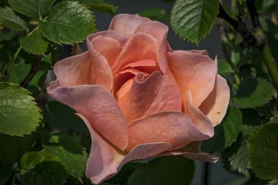 Close-up of rose blooming outdoors