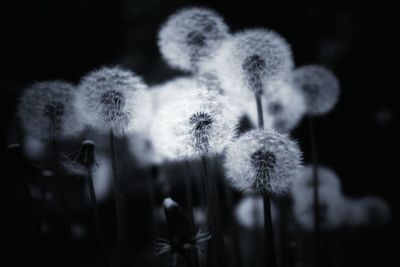 Close-up of dandelion