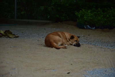 Dog resting on a footpath
