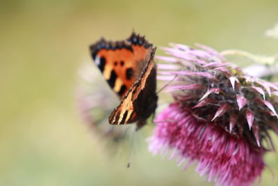 Close-up of butterfly on purple flower