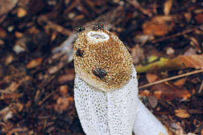 Stink horn mushroom growing in leaf litter on the forest floor with flies attracted to it.