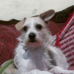 Close-up portrait of a dog