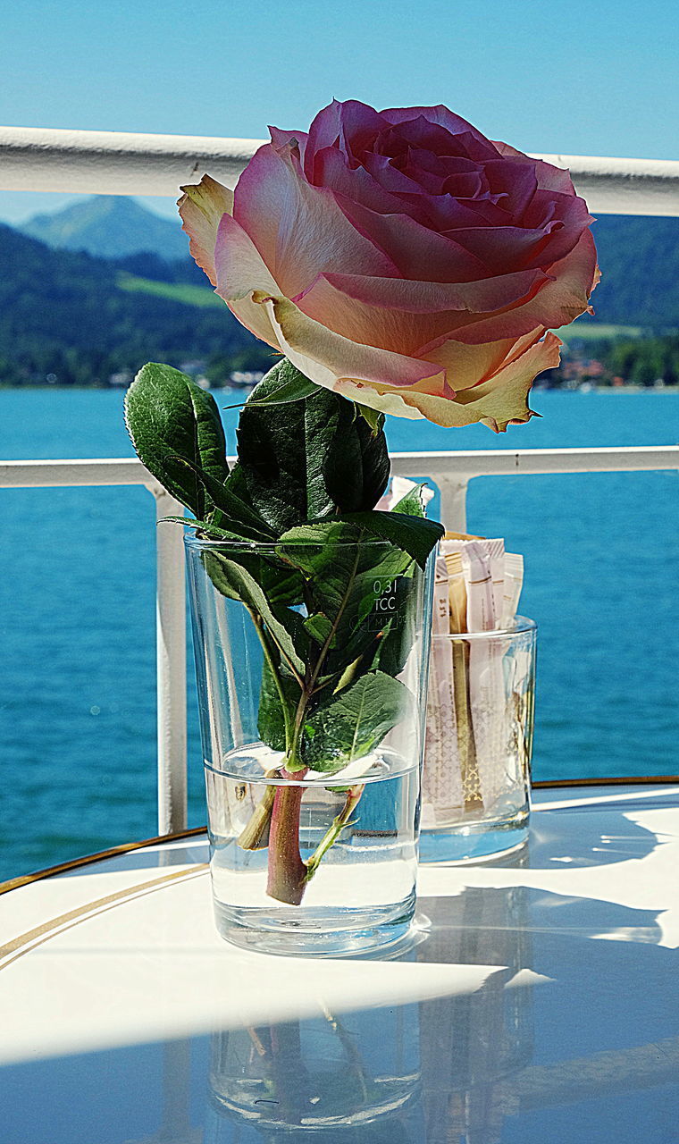 CLOSE-UP OF POTTED PLANT ON TABLE BY GLASS