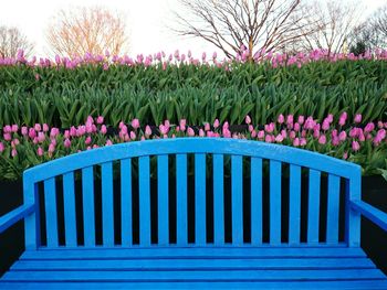 Empty blue bench against tulip plants at park