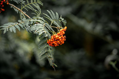 Close-up of berries on plant