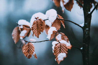 Close-up of snow on dry leaves during winter