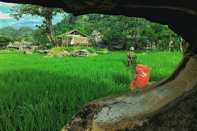 grass, tree, green color, tranquility, growth, field, tranquil scene, landscape, nature, sky, rural scene, built structure, beauty in nature, scenics, plant, grassy, day, green, architecture, outdoors