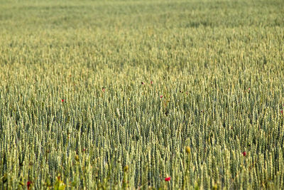 Wheat field with young plants has the texture of a soft soft green carpet