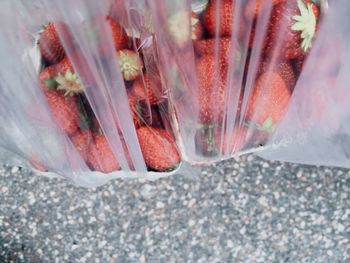 Close-up of pink flower