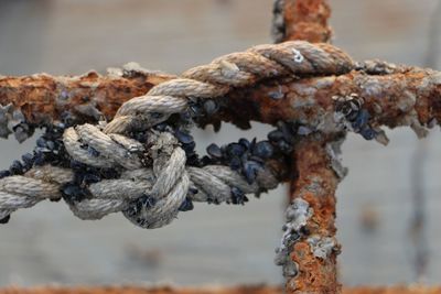 Close-up of rusty chain