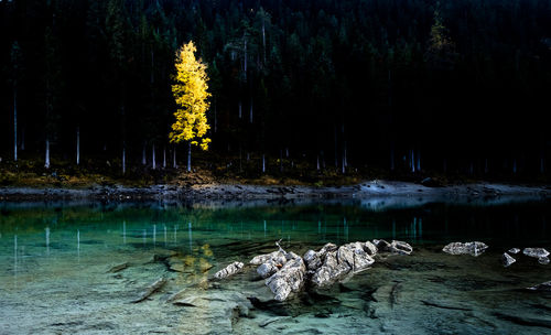 Scenic view of lake in forest at night