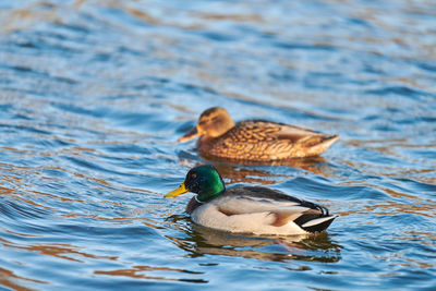 Mallard waterfowl birds floating in water. close up of anas platyrhynchos, mallard duck.