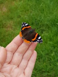 Close-up of butterfly on hand