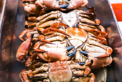 Close-up of prawns