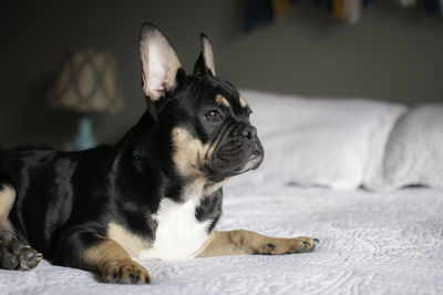 Dog lying down on bed at home