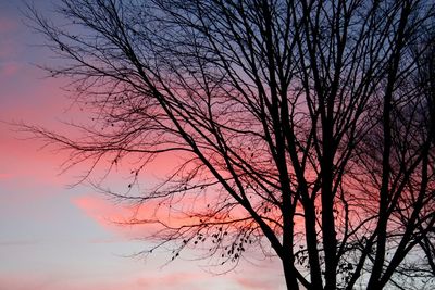 bare tree