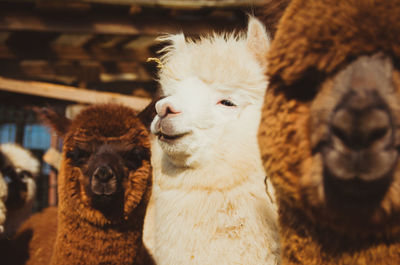 Close-up of a sheep