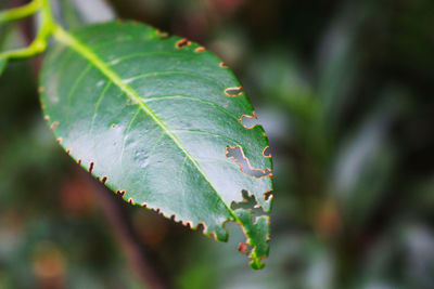 Close-up of raindrops on leaves