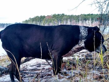 Cow standing in a field