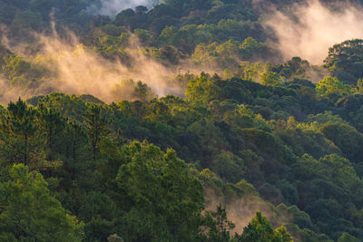 High angle view of trees in forest against sky