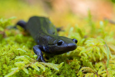 Close-up of lizard