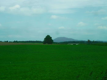 Scenic view of grassy field against sky