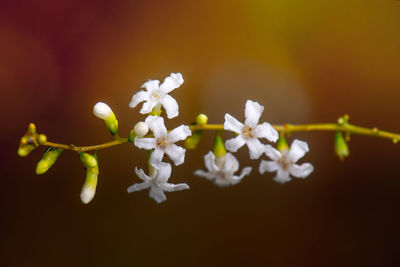 Close-up of white cherry blossoms in spring