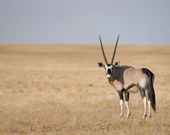 Portrait of gemsbok standing on field against sky