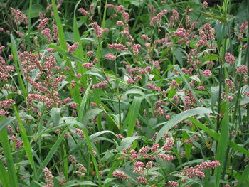 Full frame shot of flowering plants on field