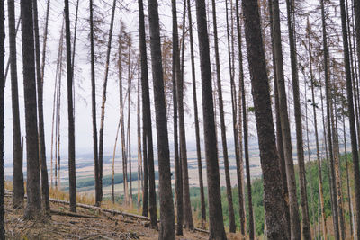 Full frame shot of dead spruce trees in forest because of bark beetles