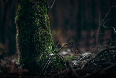 Close-up of mushroom growing on tree trunk