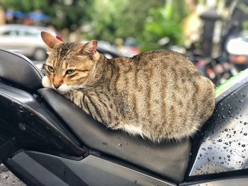 Cat resting on a car