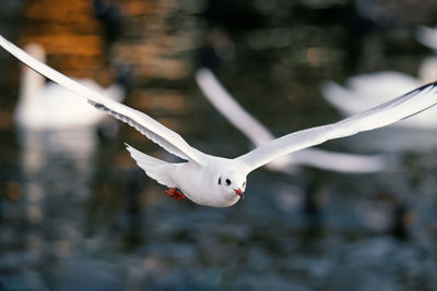 Close-up of seagull flying