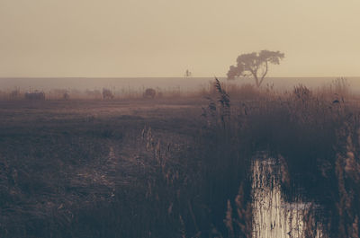 Scenic view of field against clear sky during sunset