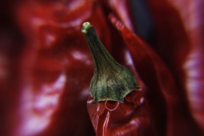 Close-up of red chili peppers on plant