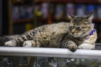 Close-up of a cat sleeping