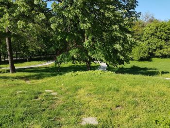 Trees on field